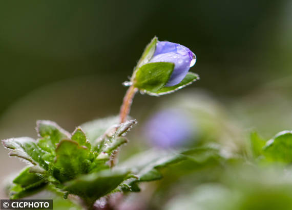 梅花|雨雪润春花