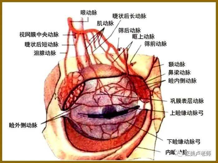 下眼睑结构图片