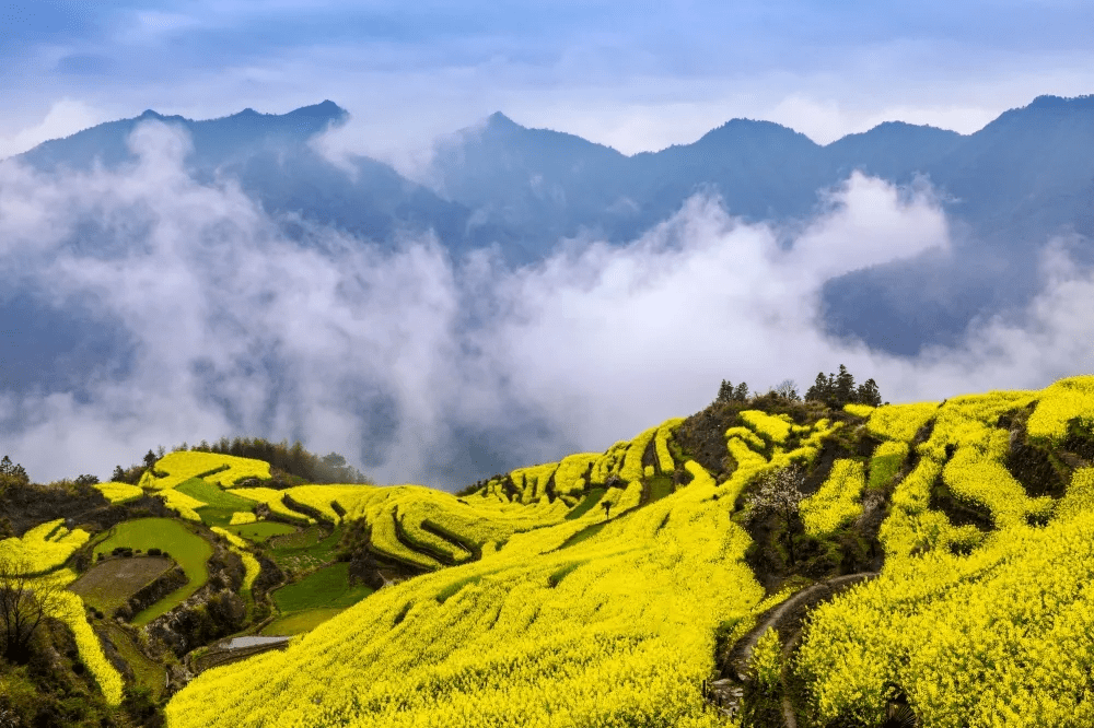 黄山市委书记凌云发出春天的邀约到黄山来享受万紫千红