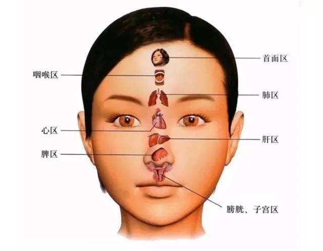 人体脸部部位名称图图片