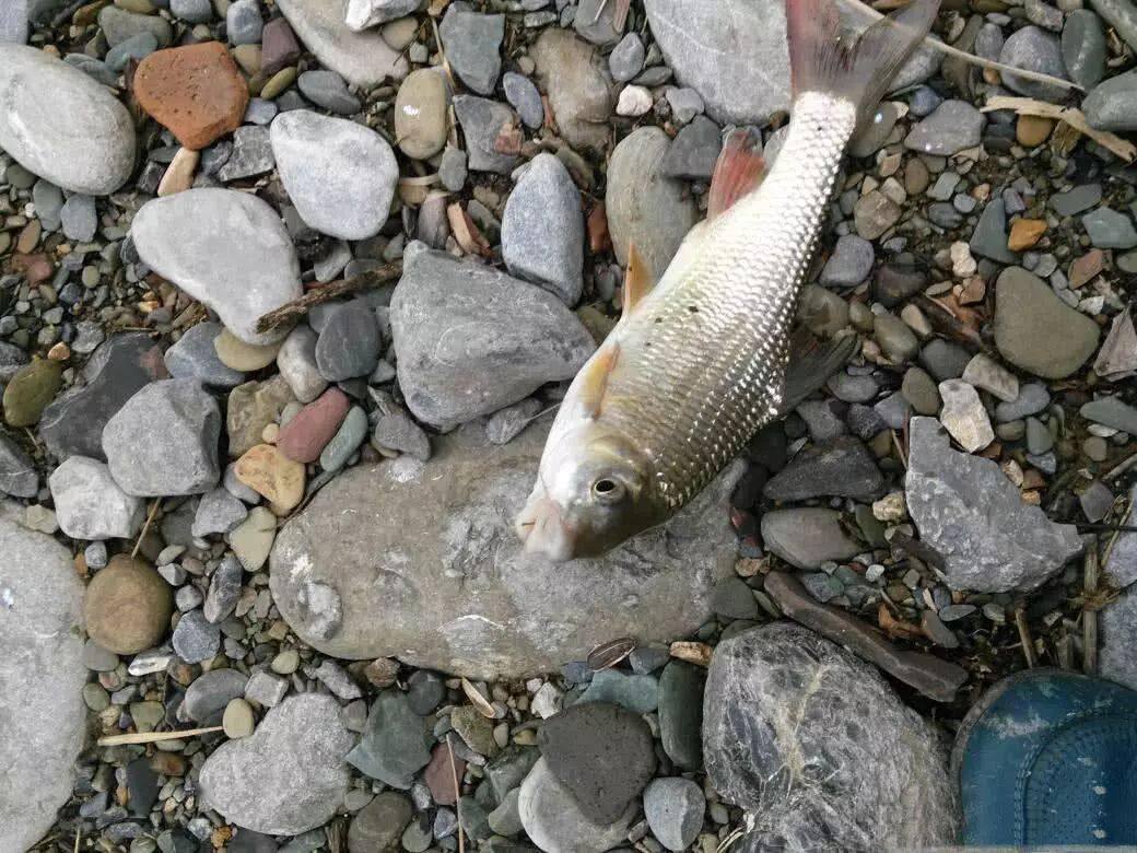 盤車衝釣赤尾子魚,它們是雲貴山區裡的