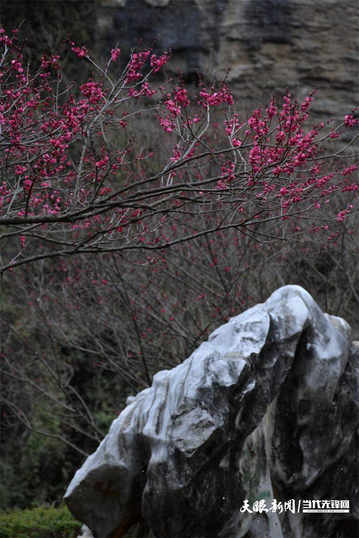 双龙|贵阳双龙生态公园：踏雪寻梅