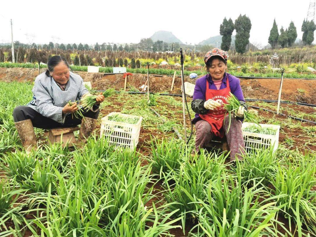 木陇街道马别社区70多亩韭菜俏销市场_种植_杨富贵_产量