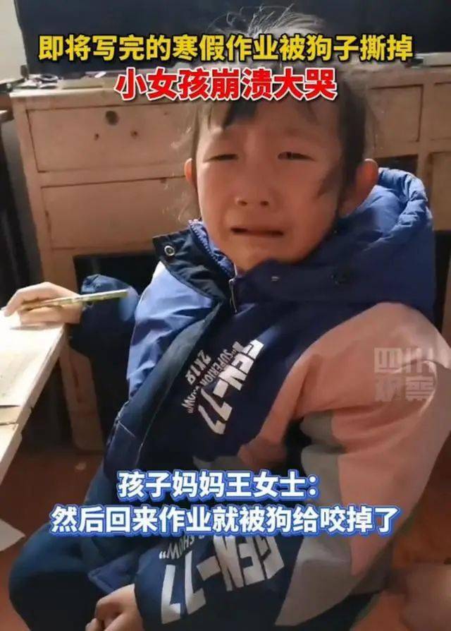 安徽一小學生作業被狗撕哭得稀里嘩啦老師的回應暖人心