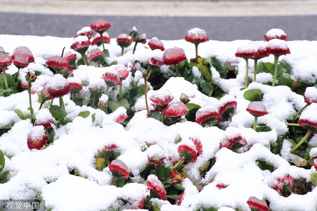 银装|浙江绍兴迎降雪 古城披上“银装”