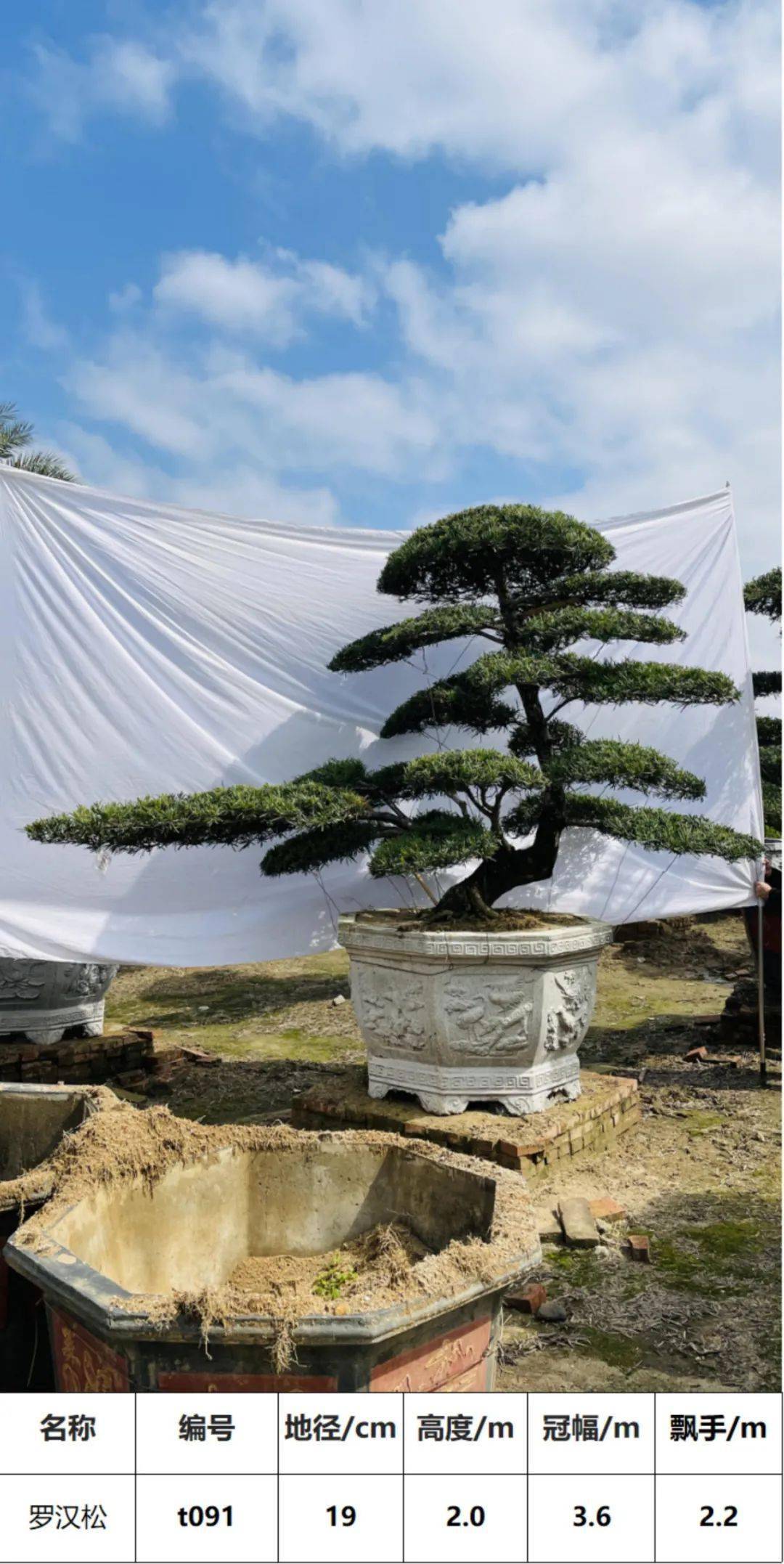 马后花园1830公分精选罗汉松盆景适合花园庭院