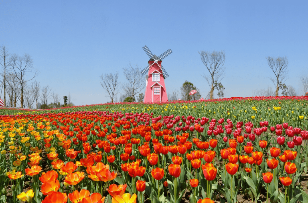 让人百看不厌这个春天我等你在春花烂漫时看嘉善最美的风景返回搜狐