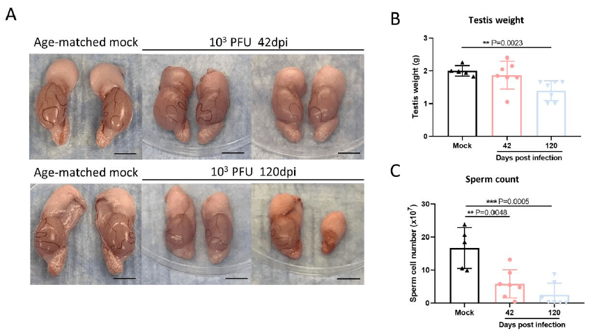 我国学者发现,新冠病毒会导致"蛋蛋"萎缩和损伤_睾丸_研究_仓鼠