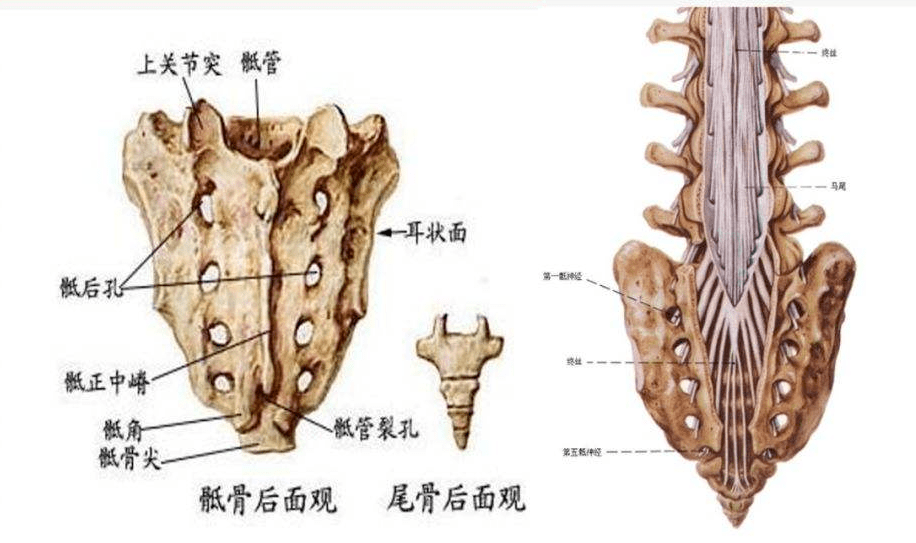 骶管解剖图片