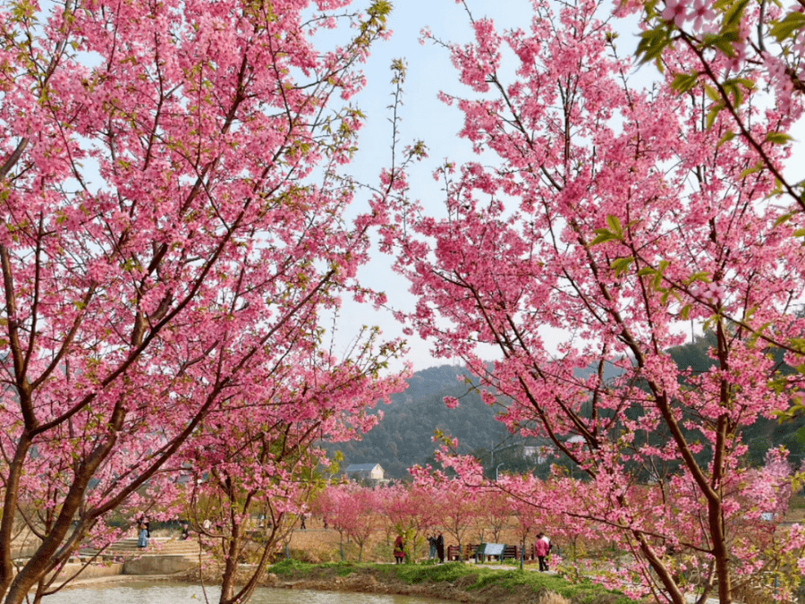 【3月5日109元/人山市晴岚 | 樱花似锦】湘潭七星村樱花园 昭山古寺一