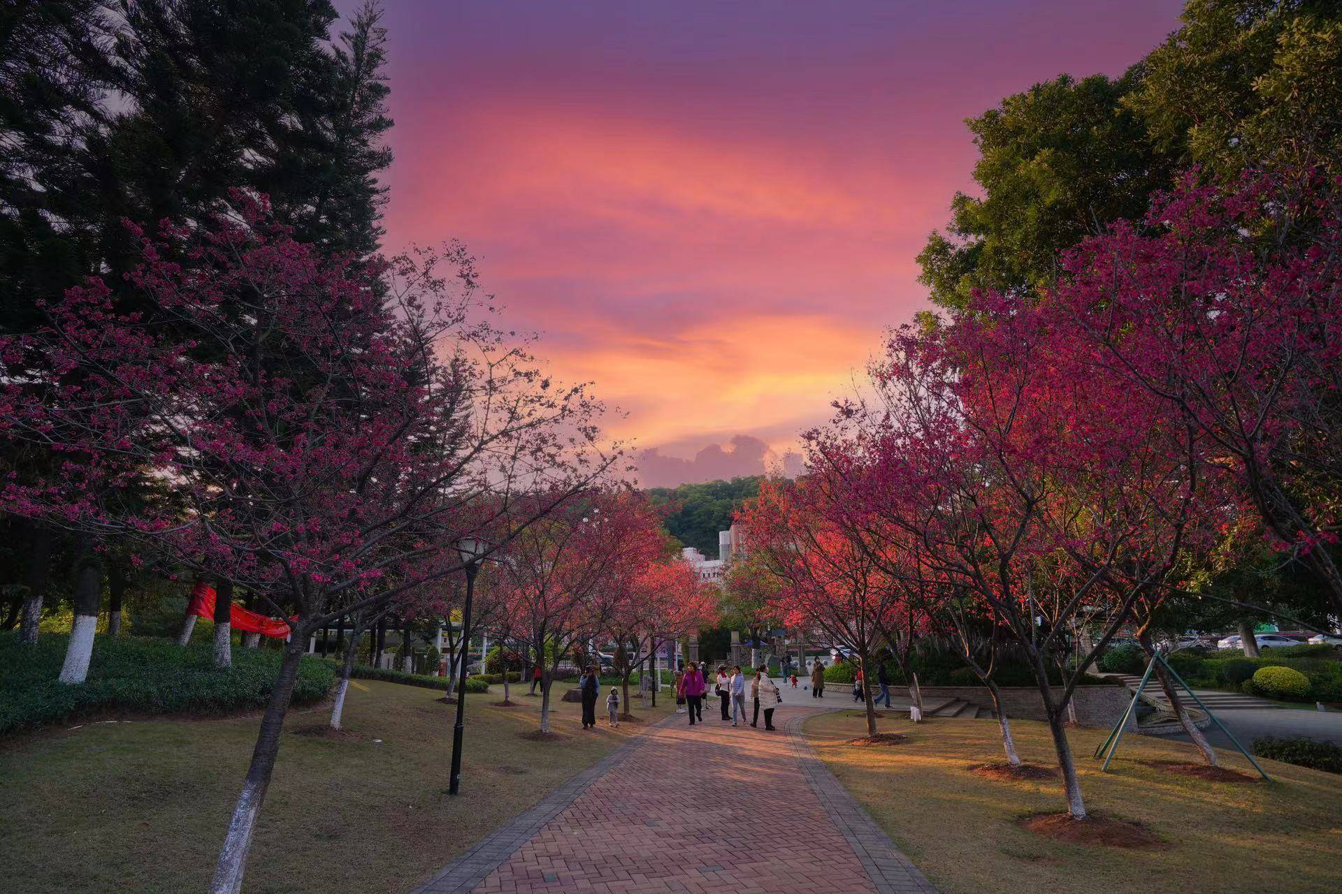 櫻花盛開～春日的浪漫開始啦,相約來賞花!_公園_賞櫻_創業