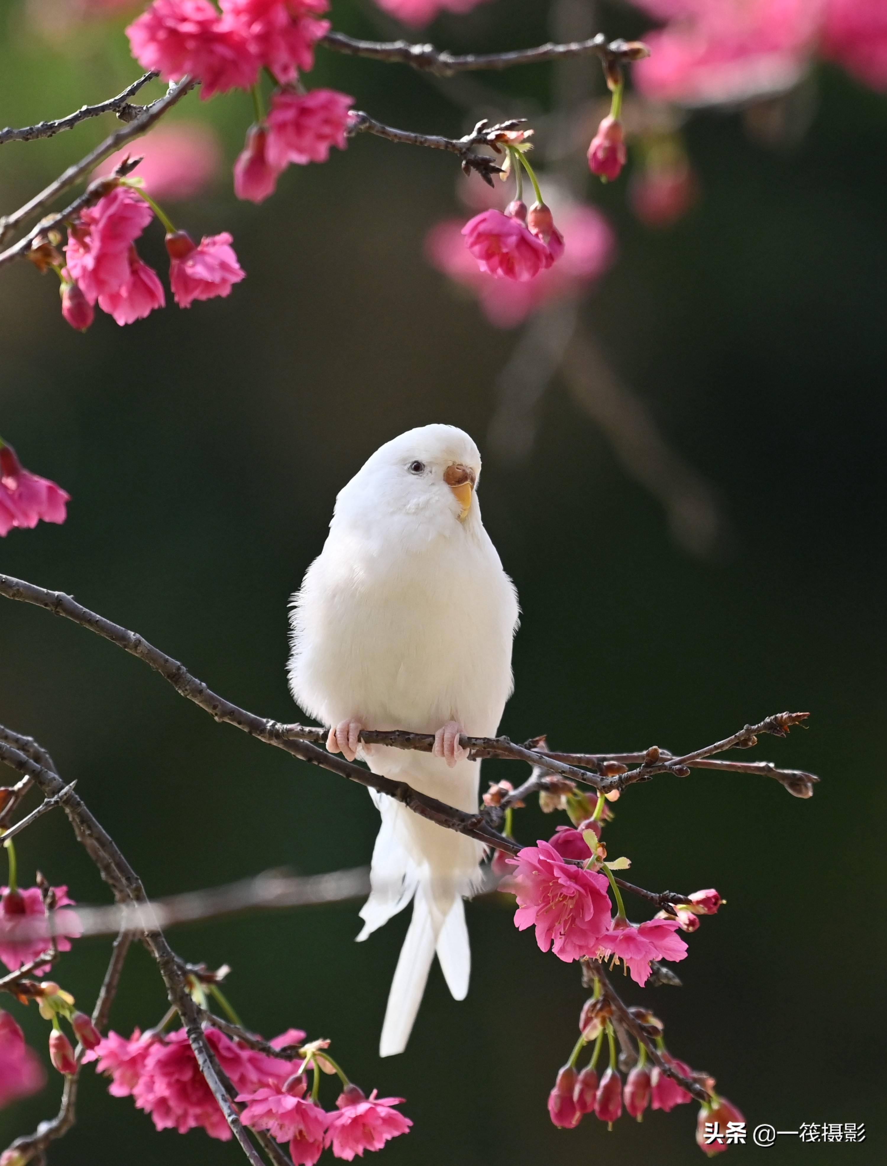 鹦鹉赏樱花