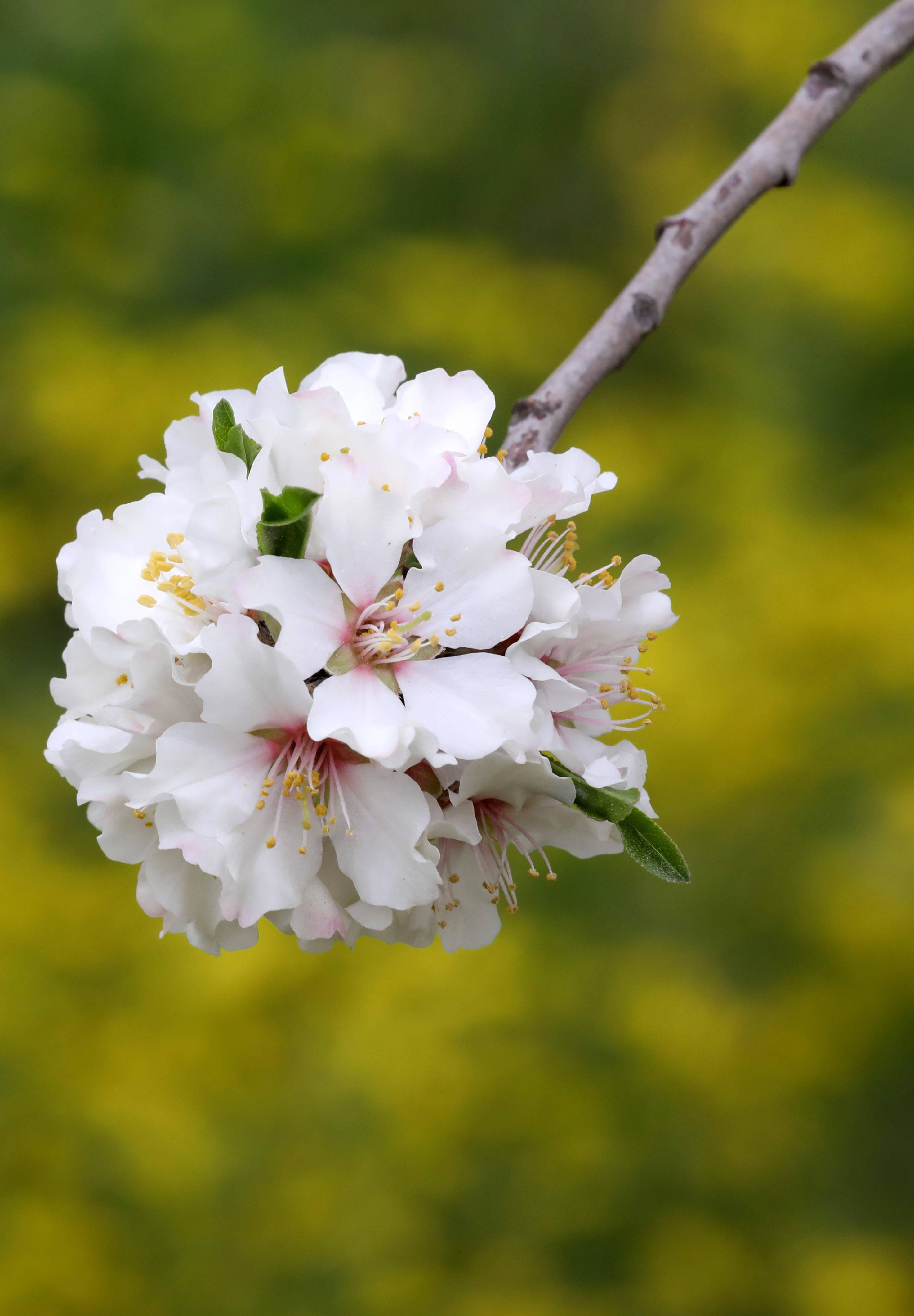 年2月25日这是2月24日在约旦河西岸城市纳布卢斯附近拍摄的盛开的杏花