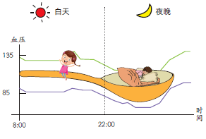 血压如此循环往复,形成了昼夜节律性波动,且夜间血压相对白昼下降10%