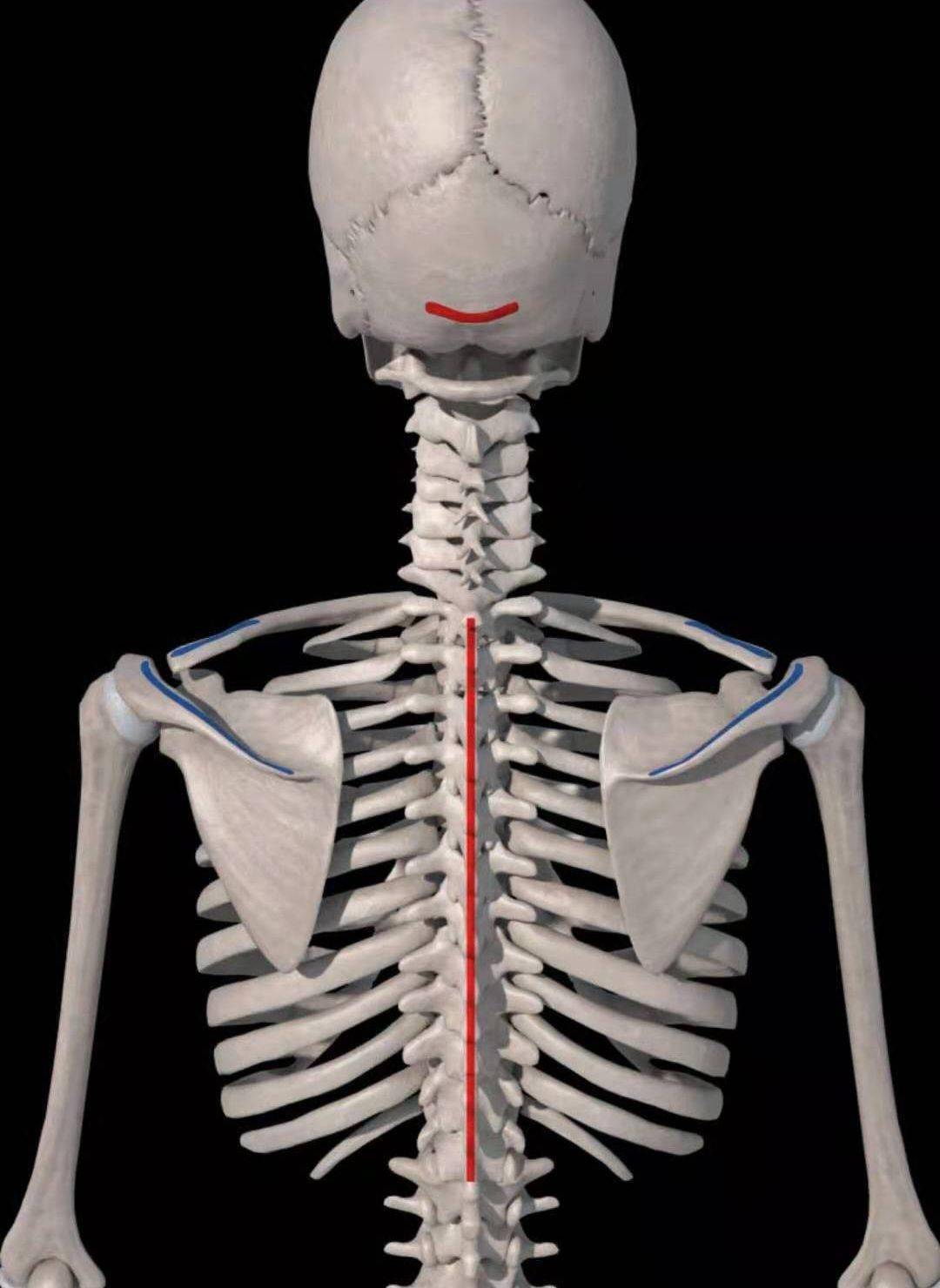 肩颈解剖之斜菱肩提肌和疼痛触发点