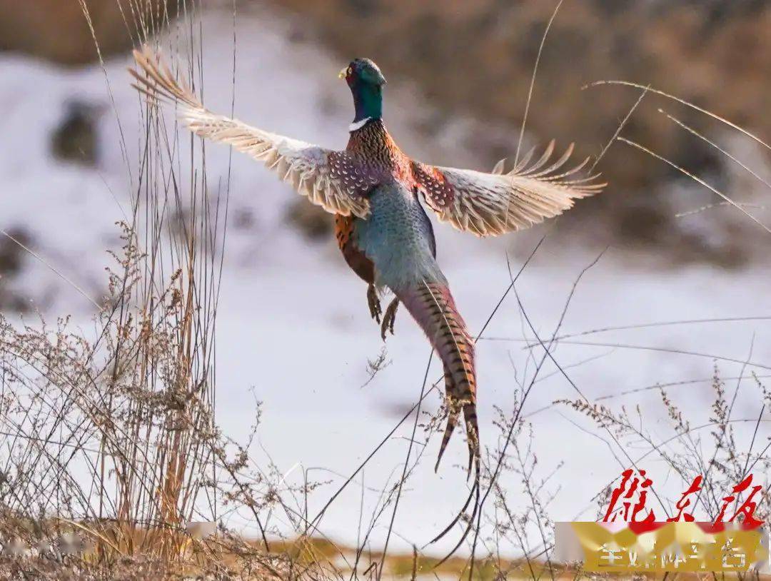 野鸡公母怎么区分图片图片