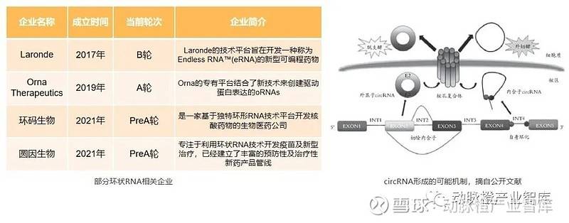 新冠、肿瘤mRNA管线占比过半,环状RNA成临床潜力股