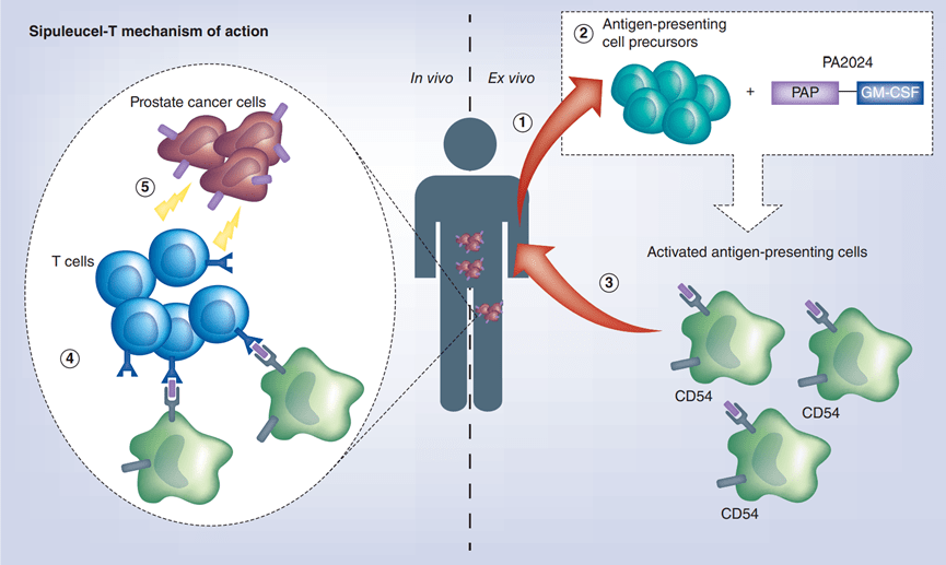 antigens,cgas),也稱癌症-睪丸抗原,來源於胎兒發育過程中表達的基因