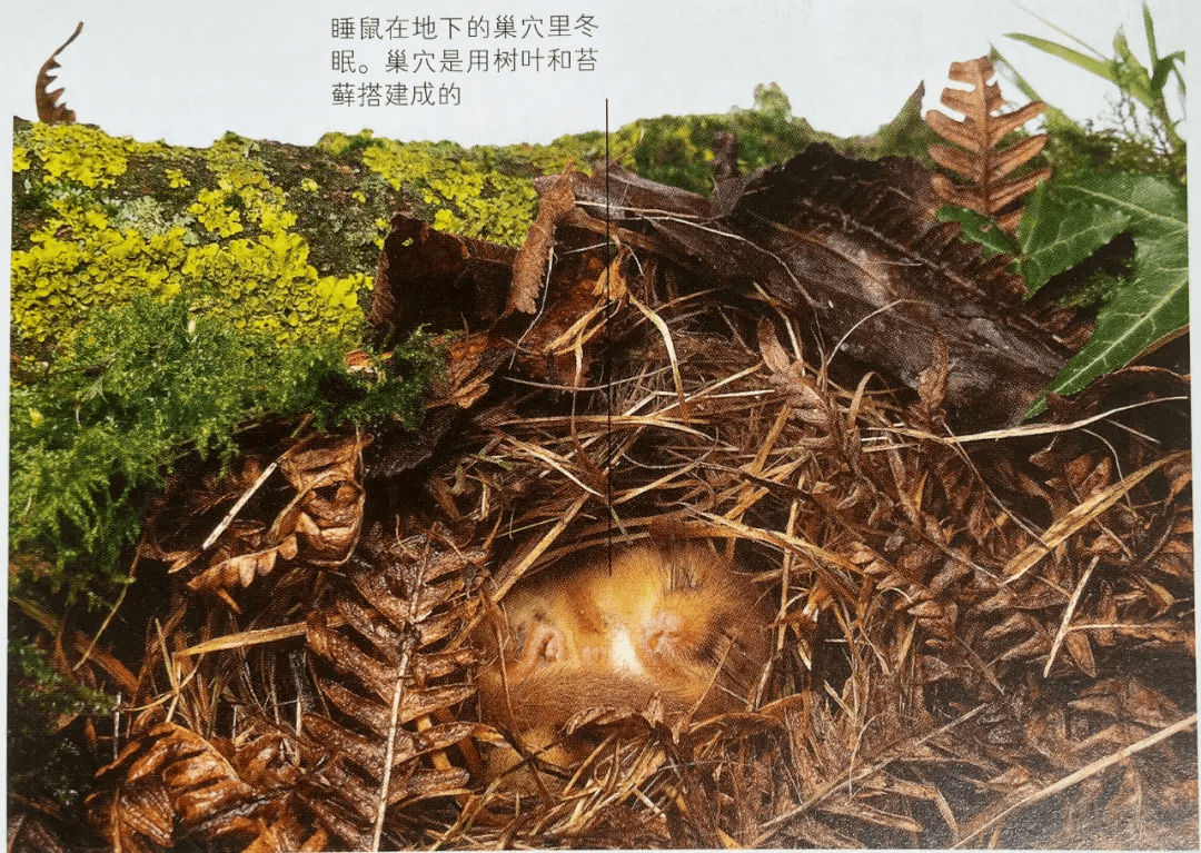 新京雅集——《DK万物大百科》+《DK知识大百科》：五折入手