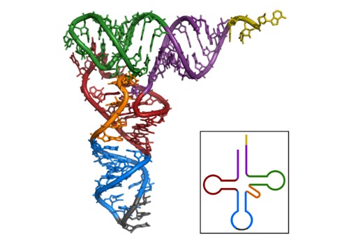 trna,又稱轉運 rna,是一種由 76-90 個核苷酸組成的 rna.