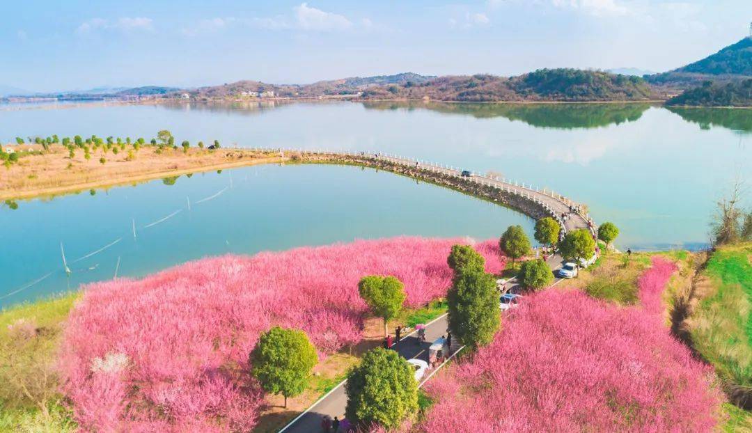 鄂州最美花海正盛开!_大桥村_梅花正_梁子湖