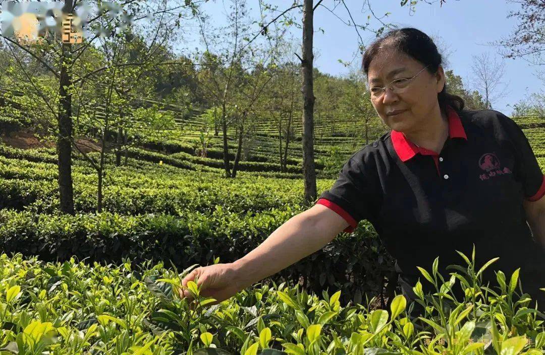 茶转载丨谭梅老师为一杯好茶从事普洱茶发酵与制作的四十年