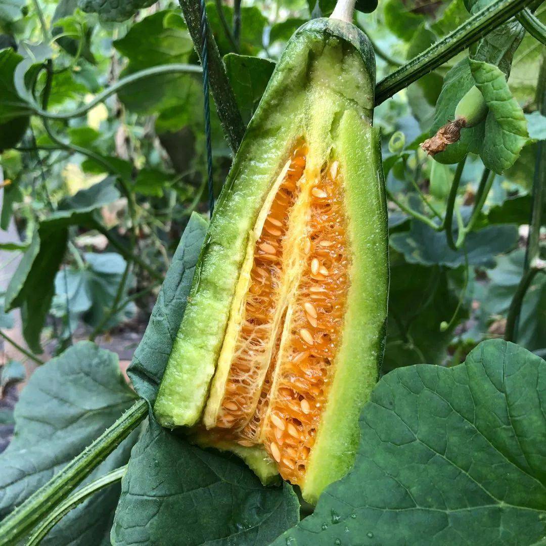 香甜脆一口流心爆汁的头茬羊角蜜春天必吃