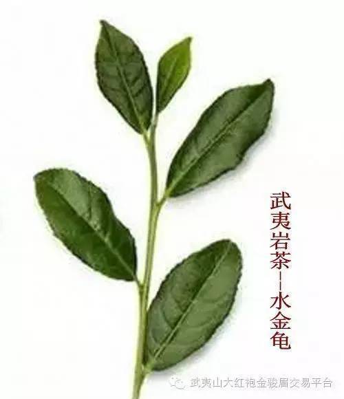 带你认识武夷岩茶中的名丛水金龟