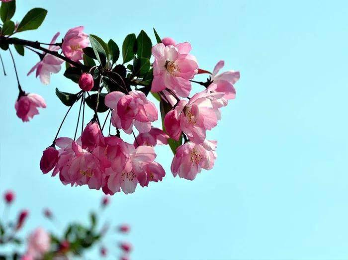 海棠花欣赏