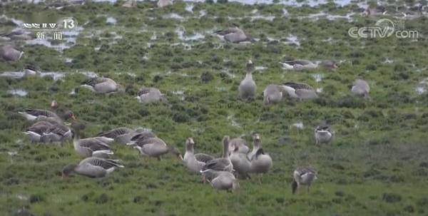 东方|江西鄱阳湖南矶湿地8万多只候鸟集结北迁 执法队伍加强日常巡湖监测