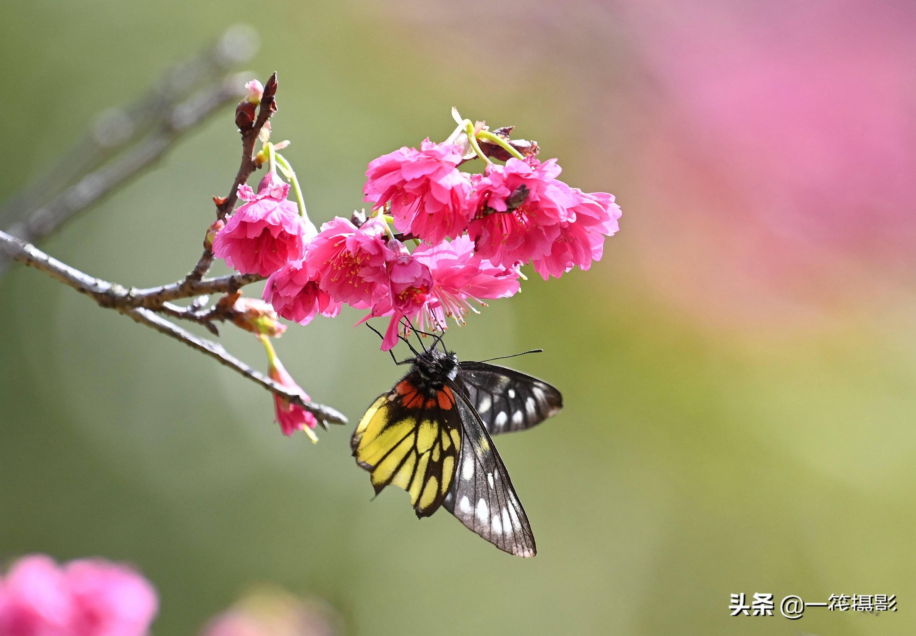 華南農業大學重瓣鍾花櫻桃花開