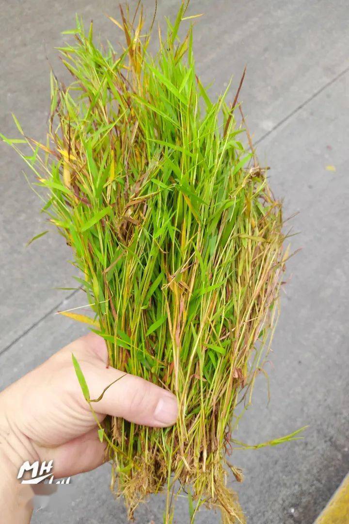 棉湖说客小小青草呵护潮汕子民健康