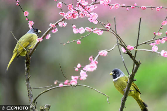 楠竹林|梅花盛开春意浓