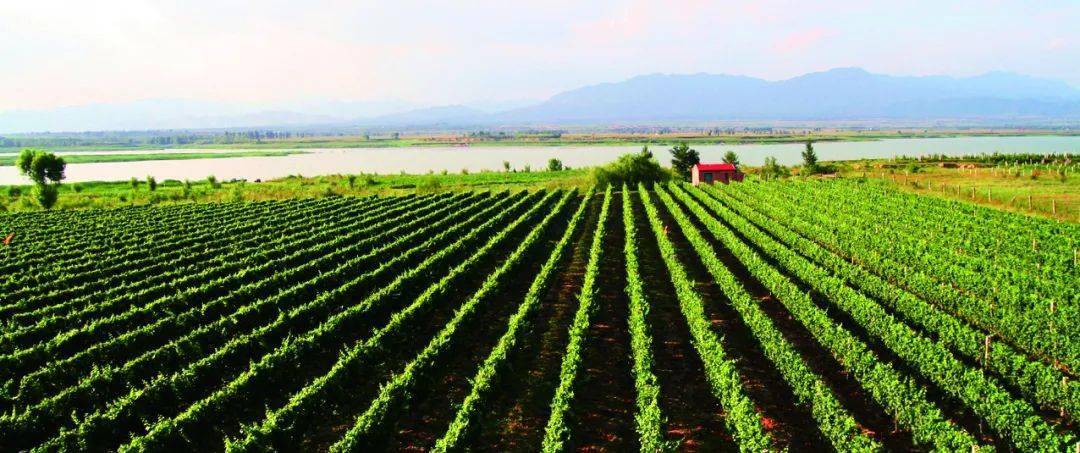 出口|当传统的葡萄酒行业遇上高科技