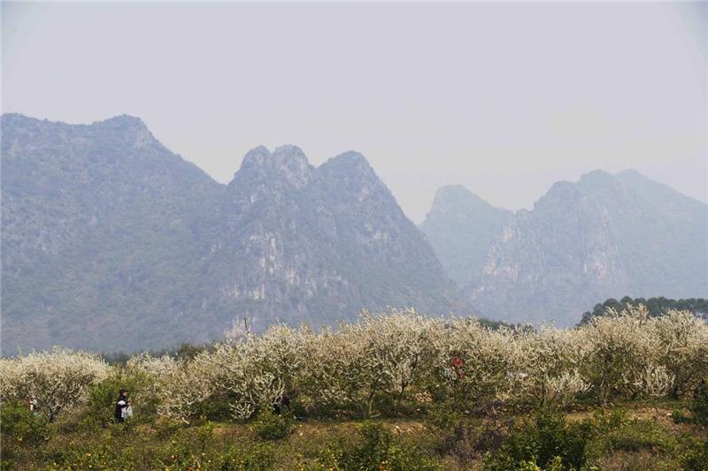 太平镇|广西南宁：李花盛开引客来