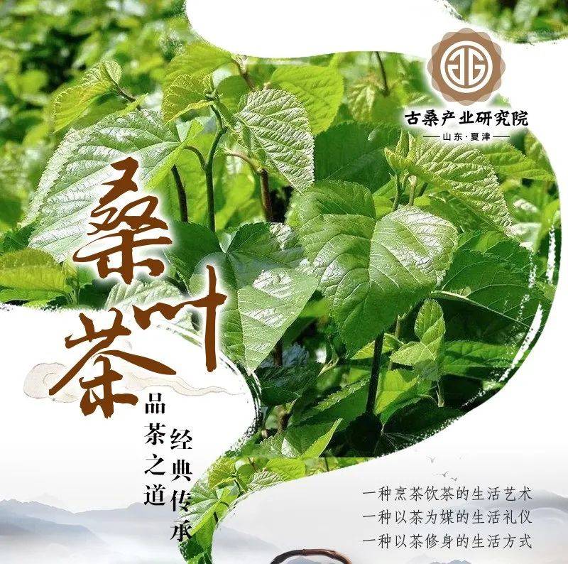 桑叶是个宝,古人称为神仙草!_桑椹树_食用_效果