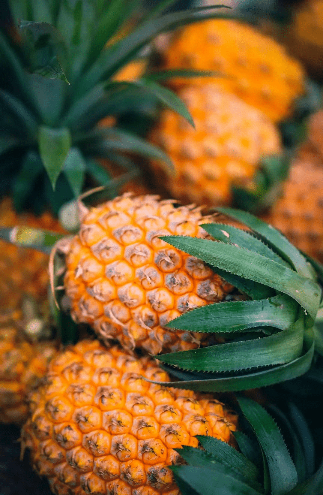 分之二,被称为"中国菠萝之乡"广东省湛江市徐闻县是全国菠萝生产大县