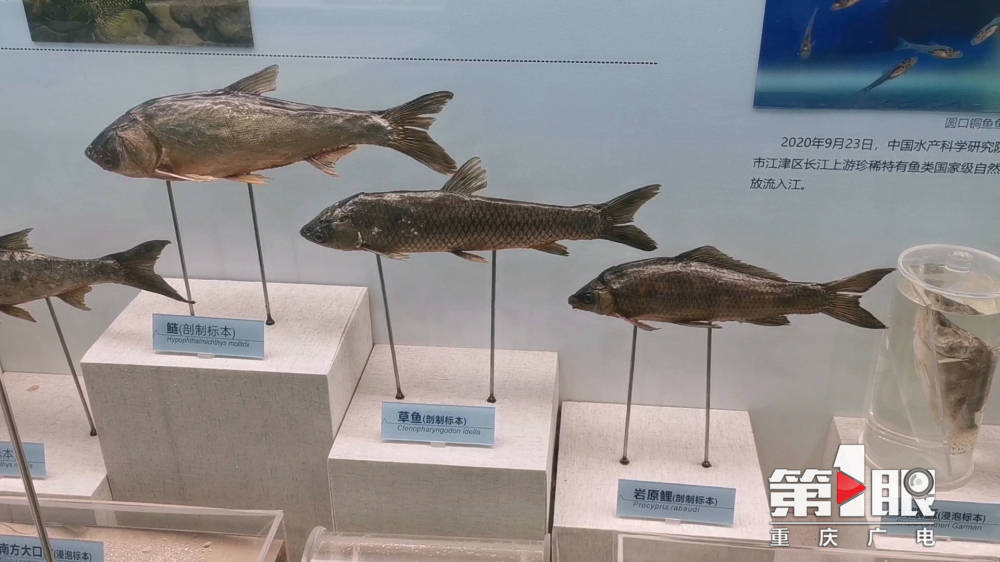 珍稀特有鱼类 重庆市水生生物保护教育基地今日授牌_执法_工作_标本