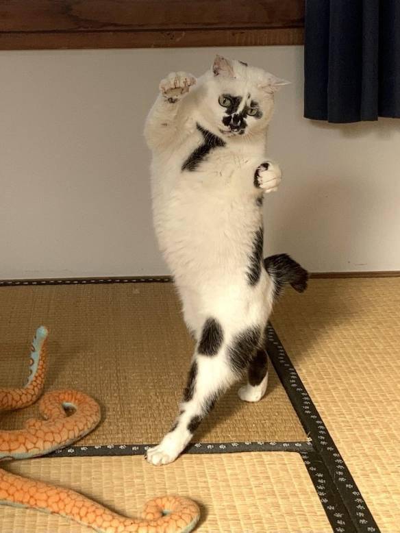 会跳舞的猫猫沙雕照欣赏_michiru_静冈_猫咪