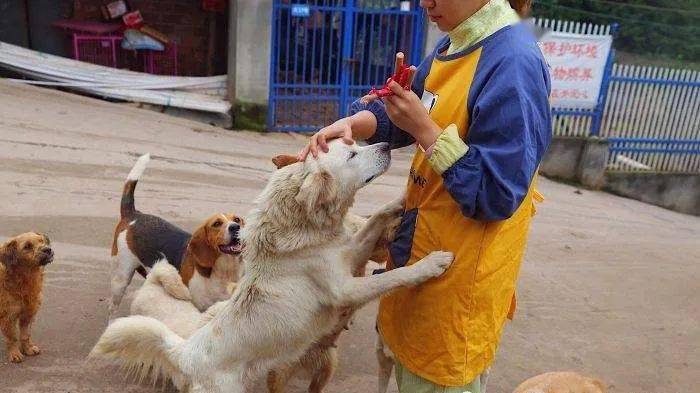 小细节大文明 | 流浪动物救助礼仪篇_进行_行动_应先