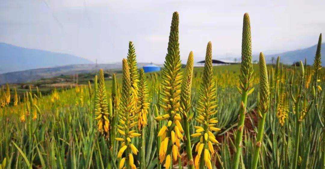 首届云南元江芦荟花节成功举办