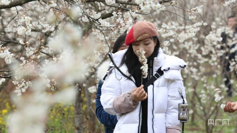 东关乡|贵州纳雍万亩樱桃花开春意浓