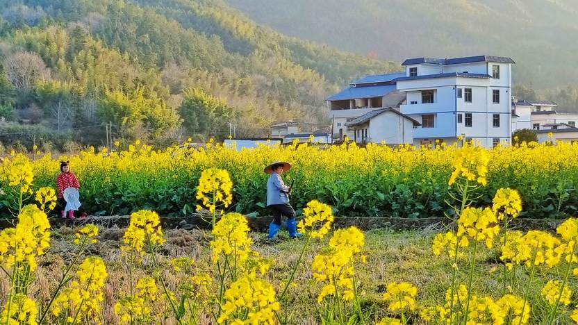 和平縣浰源鎮山下村上百畝油菜花迎春綻放