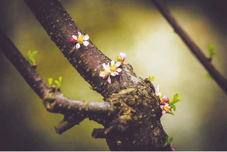 梅花|美文欣赏：春花始烂漫 诗情画意浓