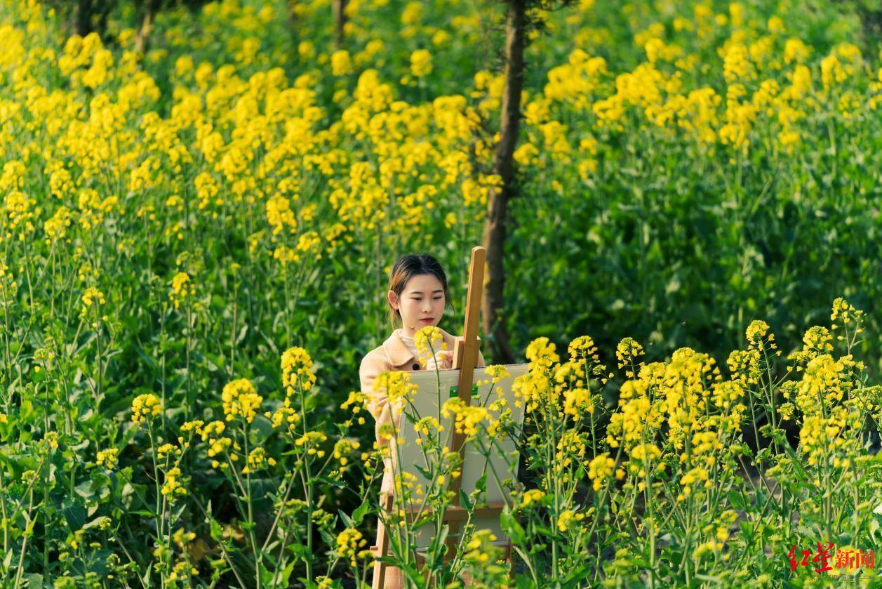 文化|踏青寻春好去处，成都邛崃市推出千亩油菜花海研学基地