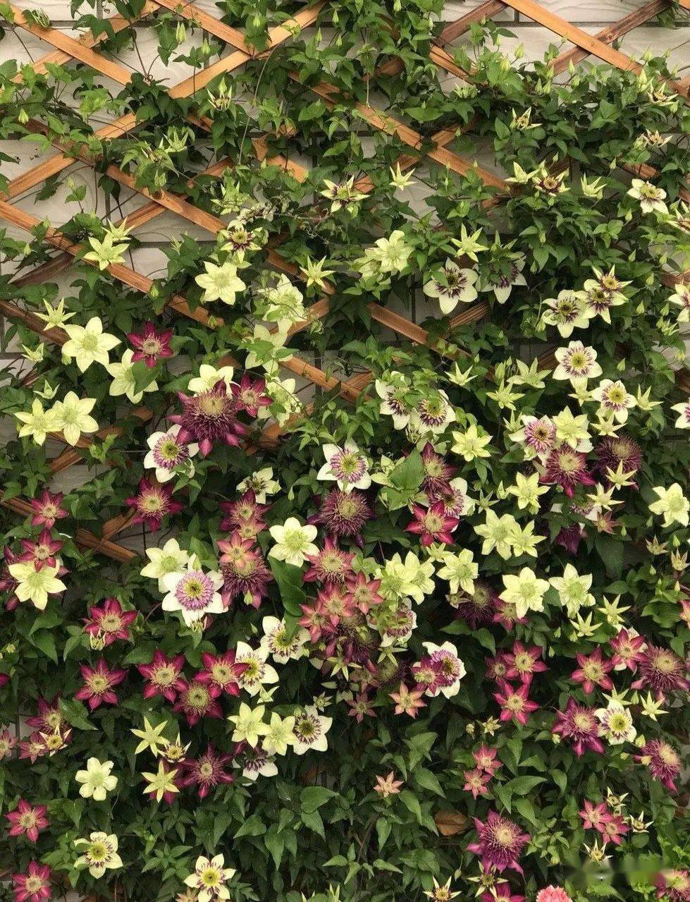 铁线莲| 为什么大家都选"紫子丸",花朵颜值高,养护容易,三季有花赏