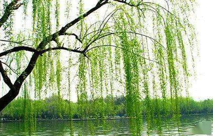 不知什么时候,平川河畔的柳树发芽了,春姑娘吹啊吹啊,吹出了柳树泛黄