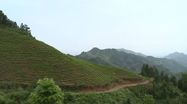 公司|安化高马二溪村：小小茶叶铺就致富路 造就特色产业“亿元村”