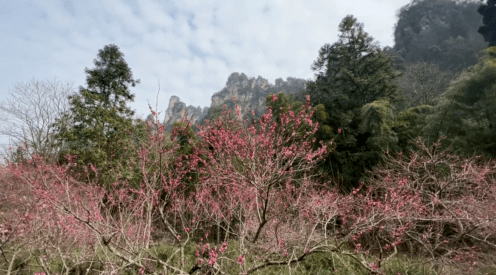 西渡镇|湖南大部已入春！踏青打卡春光里