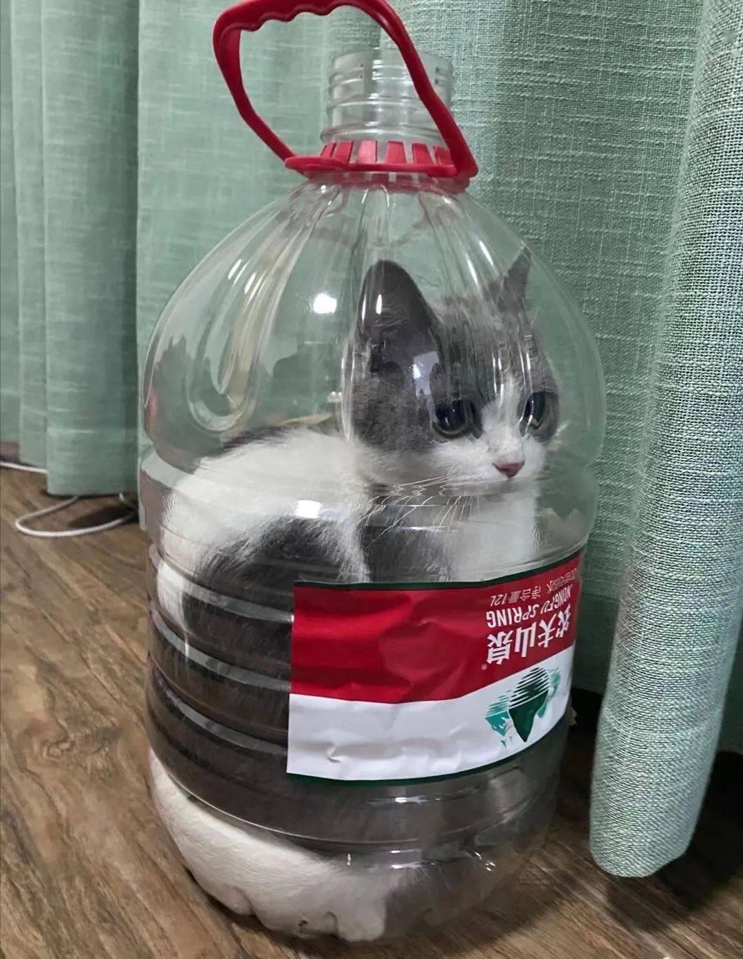 众所周知猫是液体怎么感觉前两天就说过?一级?